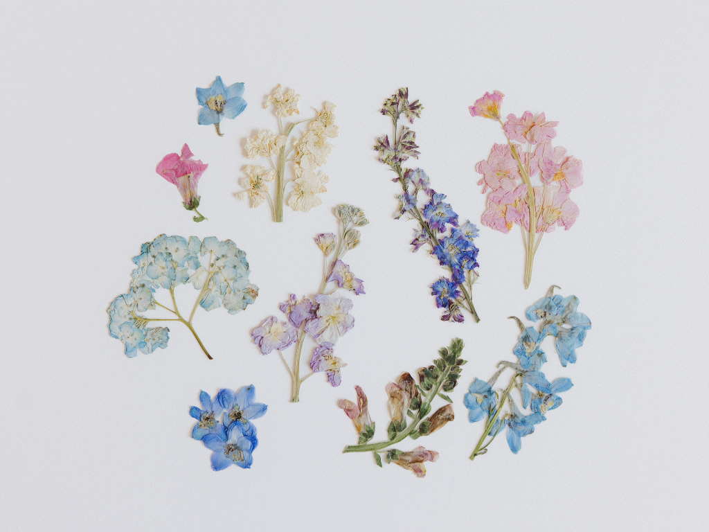 Pressed blooms in blue, pink and white laid out loose before being arranged